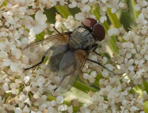 Réf. 241 033 : Opesia sp.